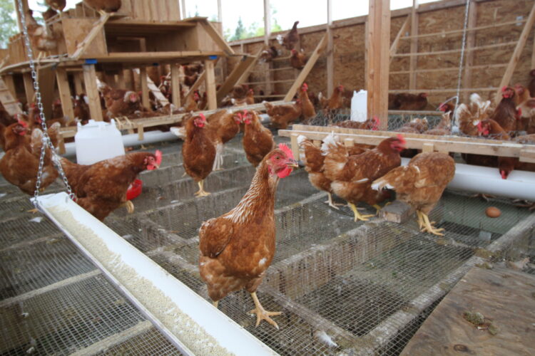 Should chickens be allowed in Escanaba? News, Sports, Jobs Daily Press